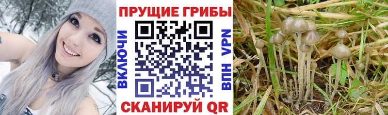 Галлюциногенные грибы MAGIC MUSHROOMS Строитель